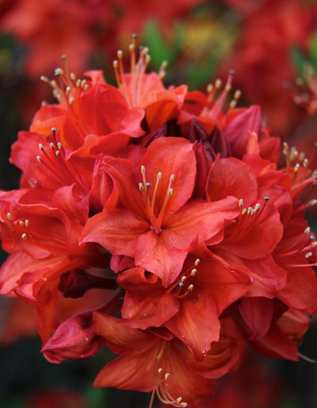 Азалия крупноцветковая Паркфейер 1 шт Р9